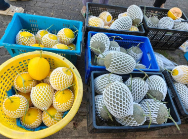 ประชาสัมพันธ์และจำหน่ายเมล่อนผลผลิตของสมาชิกกลุ่มเตรียมสหกรณ์บ้านสุขวิจิตรพัฒนา ตำบลคลองลานพัฒนา อำเภอคลองลาน จังหวัดกำแพงเพชร ในโครงการพัฒนาพื้นที่สูงอย่างยั่งยืน เพื่อเพิ่มช่องทางการจำหน่าย ส่งเสริมการขาย และสร้างรายได้ให้กับสมาชิกกลุ่มเตรียมสหกรณ์ ฯ ... พารามิเตอร์รูปภาพ 1