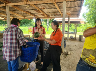ร่วมช่วยเหลือเกษตรกร ระบายผลผลิตทางการเกษตร (แตงโม) ... พารามิเตอร์รูปภาพ 14