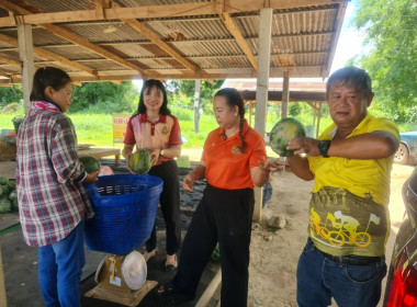 ร่วมช่วยเหลือเกษตรกร ระบายผลผลิตทางการเกษตร (แตงโม) ... พารามิเตอร์รูปภาพ 19