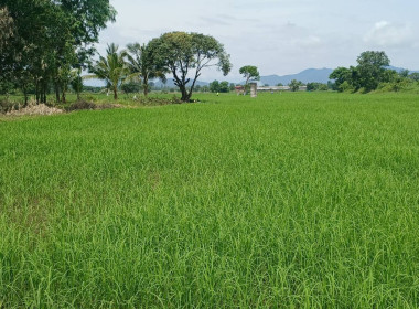 ร่วมระวังชี้แนวเขตและลงชื่อรับรองเขตที่ดินของสมาชิกนิคมสหกรณ์นครชุม ... พารามิเตอร์รูปภาพ 1